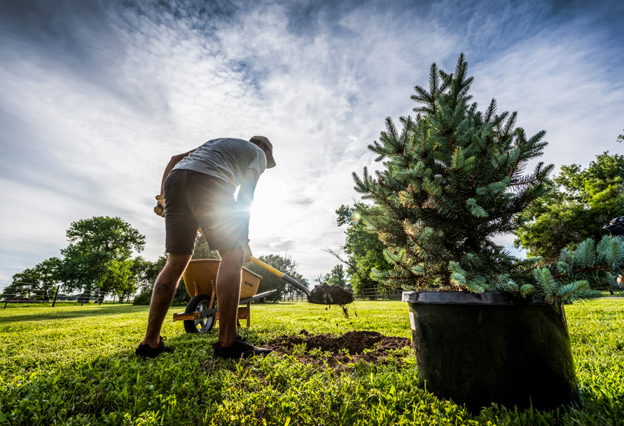 planting a tree
