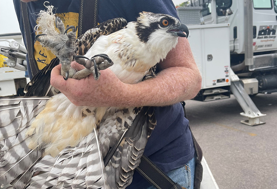 osprey
