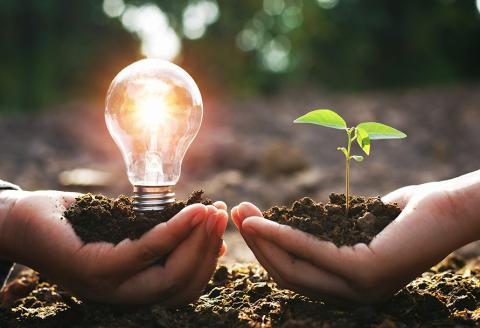 bulb