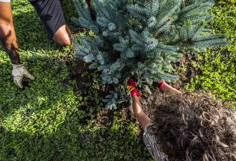 Close up of two people planting a pine tree